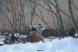 zoo-wuppertal-tschuna-daseep-05-089