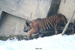 zoo-wuppertal-tschuna-daseep-05-090