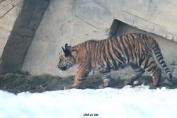 zoo-wuppertal-tschuna-daseep-05-091