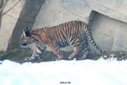 zoo-wuppertal-tschuna-daseep-05-093