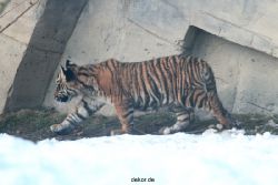 zoo-wuppertal-tschuna-daseep-05-094