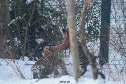 zoo-wuppertal-tschuna-daseep-05-096