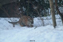 zoo-wuppertal-tschuna-daseep-05-100