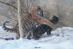 zoo-wuppertal-tschuna-daseep-05-110