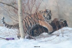 zoo-wuppertal-tschuna-daseep-05-111