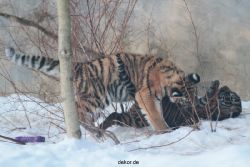 zoo-wuppertal-tschuna-daseep-05-112