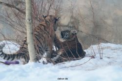 zoo-wuppertal-tschuna-daseep-05-113