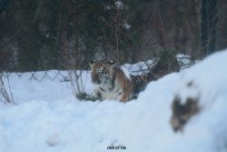 zoo-wuppertal-tschuna-daseep-05-114