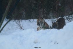 zoo-wuppertal-tschuna-daseep-05-115