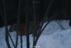 zoo-wuppertal-tschuna-daseep-05-116