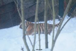 zoo-wuppertal-tschuna-daseep-05-120