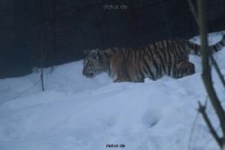 zoo-wuppertal-tschuna-daseep-05-121