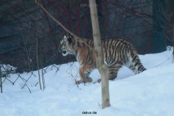 zoo-wuppertal-tschuna-daseep-05-122