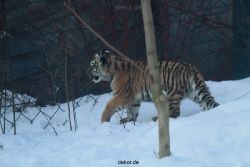 zoo-wuppertal-tschuna-daseep-05-123