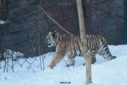 zoo-wuppertal-tschuna-daseep-05-124