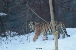 zoo-wuppertal-tschuna-daseep-05-125