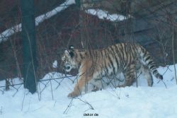 zoo-wuppertal-tschuna-daseep-05-127