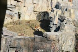 zoo-wuppertal-tschuna-daseep-06-001