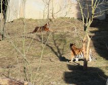 zoo-wuppertal-tschuna-daseep-06-002