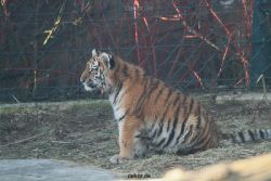 zoo-wuppertal-tschuna-daseep-06-004