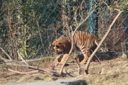 zoo-wuppertal-tschuna-daseep-06-005