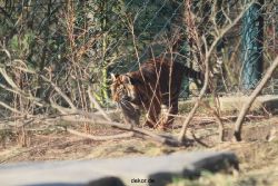 zoo-wuppertal-tschuna-daseep-06-006