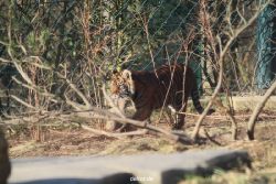 zoo-wuppertal-tschuna-daseep-06-007