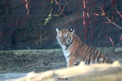 zoo-wuppertal-tschuna-daseep-06-008