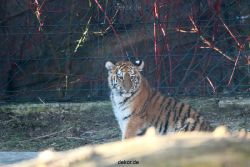 zoo-wuppertal-tschuna-daseep-06-009