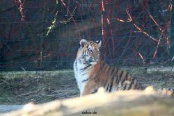 zoo-wuppertal-tschuna-daseep-06-010