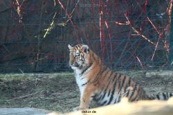 zoo-wuppertal-tschuna-daseep-06-011