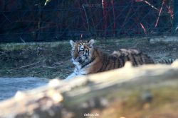 zoo-wuppertal-tschuna-daseep-06-012