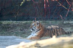 zoo-wuppertal-tschuna-daseep-06-013