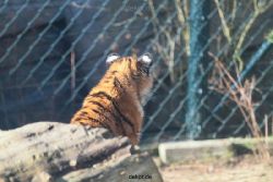 zoo-wuppertal-tschuna-daseep-06-014