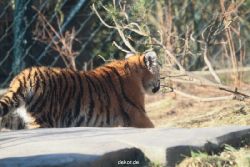 zoo-wuppertal-tschuna-daseep-06-015