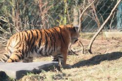 zoo-wuppertal-tschuna-daseep-06-016