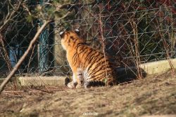 zoo-wuppertal-tschuna-daseep-06-017