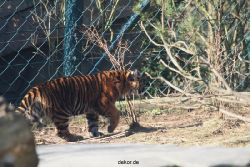 zoo-wuppertal-tschuna-daseep-06-018