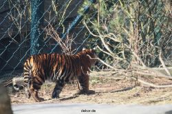 zoo-wuppertal-tschuna-daseep-06-019