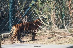 zoo-wuppertal-tschuna-daseep-06-020