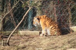 zoo-wuppertal-tschuna-daseep-06-021