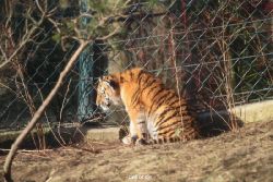 zoo-wuppertal-tschuna-daseep-06-022