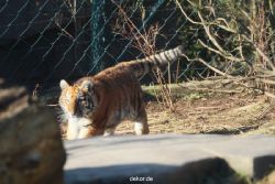 zoo-wuppertal-tschuna-daseep-06-023