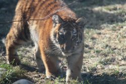 zoo-wuppertal-tschuna-daseep-06-024