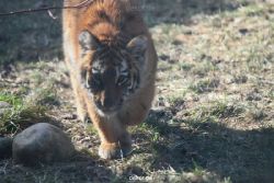 zoo-wuppertal-tschuna-daseep-06-026