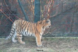 zoo-wuppertal-tschuna-daseep-06-027