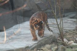 zoo-wuppertal-tschuna-daseep-06-028