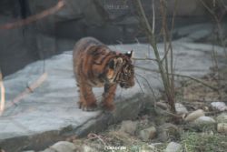 zoo-wuppertal-tschuna-daseep-06-029