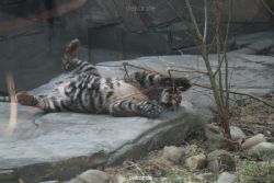 zoo-wuppertal-tschuna-daseep-06-031