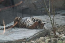 zoo-wuppertal-tschuna-daseep-06-032